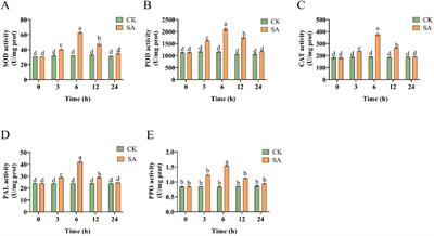 Exogenous salicylic acid treatment enhances the disease resistance of Panax vietnamensis by regulating secondary metabolite production